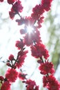 Red peach flowers Royalty Free Stock Photo