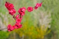 Red peach flowers Royalty Free Stock Photo