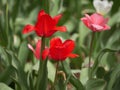 Red and peach tulips Royalty Free Stock Photo