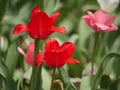 Red and peach tulips Royalty Free Stock Photo