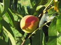 Red peaches on tree branches in a cultivated land in Tuscany, Italy