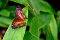 Red Peacock butterfly in nature