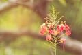 Red Peacock Flower, Flam-boyant, The Flame Tree, Royal Poinciana