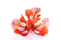 Red peacock Flower on the white background Royalty Free Stock Photo