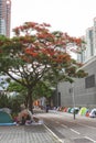 Red peacock flowers or the flame tree, May 21 2023