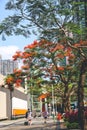 Red peacock flowers or the flame tree, May 21 2023