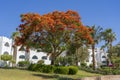 Red peacock flowers or the flame tree, royal poinciana on blue sky background near beach, Sharm El Sheikh, Egypt, Africa Royalty Free Stock Photo