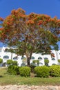 Red peacock flowers or the flame tree, royal poinciana on blue sky background near beach, Sharm El Sheikh, Egypt, Africa Royalty Free Stock Photo