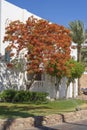 Red peacock flowers or the flame tree, royal poinciana on blue sky background near beach, Sharm El Sheikh, Egypt, Africa Royalty Free Stock Photo