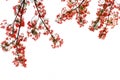 Red peacock flowers on a white background.