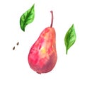 Red pear and green leaves. Hand drawn watercolor illustration. Isolated on white background. Royalty Free Stock Photo