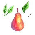 Red pear and green leaves. Hand drawn watercolor illustration. Isolated on white background. Royalty Free Stock Photo