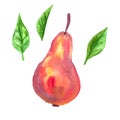 Red pear and green leaves. Hand drawn watercolor illustration. Isolated on white background. Royalty Free Stock Photo
