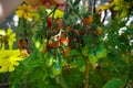 Red Pear-shaped Tomatoes growing in summer kitchen garden Royalty Free Stock Photo