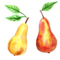 Red pear, yellow pear and green leaves. Hand drawn watercolor illustration. Isolated on white background Royalty Free Stock Photo