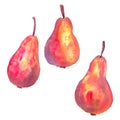 Red pears. Hand drawn watercolor illustration. Isolated on white background Royalty Free Stock Photo