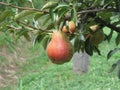 Red pears hanging on the tree . Tuscany, Italy Royalty Free Stock Photo