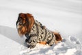 Red Pekines sit in the snow dressed in a grey jumpsuit with reindeer.