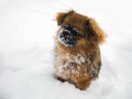 Red Pekines sit in the snow. Pet on a walk in a snowy park in winter