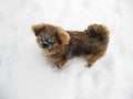 Red Pekines sit in the snow. Pet on a walk in a snowy park in winter