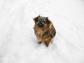 Red Pekines sit in the snow. Pet on a walk in a snowy park in winter