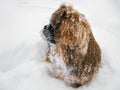 Red Pekines sit in the snow. Pet on a walk in a snowy park in winter