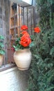 Red pelargonia Royalty Free Stock Photo