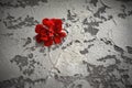 Red pelargonia on textured concrete Royalty Free Stock Photo