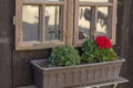 Red Pelargonium buds in the flower pot. Geranium flowers with old vintage window in the background Royalty Free Stock Photo