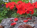 Red pelargonium close up on the bark of a tree Royalty Free Stock Photo