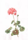 Red pelargonium flowers