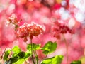 Red pelargonium flowers and blurred red leaves.