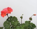 Red pelargonium: flowers and buds Royalty Free Stock Photo