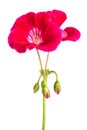 Red pelargonium flowers Royalty Free Stock Photo