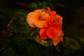 Red Pelargonium, Geranium flowers blooming in a garden in Kfar Glikson, north Israel Royalty Free Stock Photo