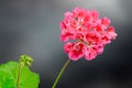 Red Pelargonium, Geraniums flowers with buds, close up, texture background Royalty Free Stock Photo