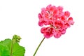 Red Pelargonium, Geraniums flowers, close up, white background