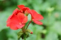 The red Pelargonium hortorum Bailey flower