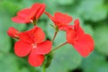 The red Pelargonium hortorum Bailey flower