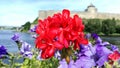 Delicate red pelargonium flower on background ancient fortress, river and blue sky. Royalty Free Stock Photo