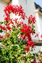 Red Pelargonium peltatum flower