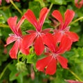 Red Pelargonium peltatum Ivy geranium flowers in red. Outdoor garden flowers. Royalty Free Stock Photo