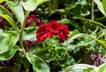 Red Pelargonium peltatum or ivy-leaved pelargonium and cascading geranium Royalty Free Stock Photo