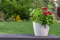 Red pelargonium on the table in the garden Royalty Free Stock Photo
