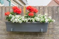 Red Pelargonium together with white Bacopa flowers