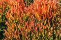 Red pencil tree euphorbia tirucalli orange leaves - closeup background image Royalty Free Stock Photo