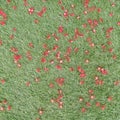 Red penda or crimson penda or xanthostemon youngii fallen onto green grass floor.