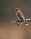 Red Pens (Cedar Waxwing) Royalty Free Stock Photo