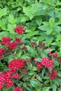 Red penta starcluster flowers Royalty Free Stock Photo