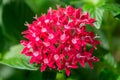 Red pentas closeup